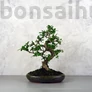 Kép 1/3 - Carmona (Borágófa) bonsai