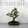 Kép 1/3 - Carmona (Borágófa) bonsai