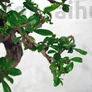 Kép 2/3 - Carmona (Borágófa) bonsai lomb