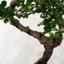 Kép 3/3 - Carmona (Borágófa) bonsai törzs