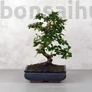Kép 1/3 - Carmona (Borágófa) bonsai