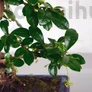 Kép 2/3 - Carmon (borágófa) bonsai - lomb