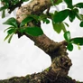 Kép 3/3 - Carmona bonsai törzs