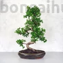 Kép 1/3 - Carmona (Borágófa) bonsai