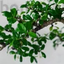 Kép 2/3 - Carmona (Borágófa) bonsai lomb