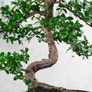 Kép 3/3 - Carmona (Borágófa) bonsai törzs