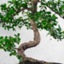 Kép 3/3 - Carmona (Borágófa) bonsai törzs