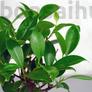 Kép 2/3 - Ficus (Fikusz) bonsai - egyenes törzsű, lombozat
