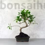 Kép 1/3 - Ficus (fikusz) - hajlított törzsű, 15 cm-es cserépben
