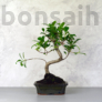 Kép 1/3 - Ficus (fikusz) - hajlított törzsű, 15 cm-es cserépben