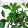 Kép 2/3 - Ficus (fikusz) bonsai - hajlított törzsű, lombozata