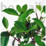 Kép 3/7 - Ficus retusa bonsai lombja