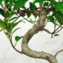 Kép 3/3 - Ficus (fikusz) bonsai - hajlított törzsű, lombozata