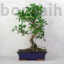 Kép 1/3 - Ficus (fikusz) - hajlított törzsű, 31 cm-es cserépben
