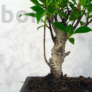 Kép 3/3 - Ficus (Fikusz) bonsai - egyenes törzsű, törzs