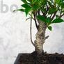 Kép 2/6 - Ficus retusa bonai törzse