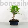 Kép 1/3 - Ficus (fikusz) - egyenes, 10 cm-es cserépben