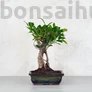 Kép 1/3 - Ficus (fikusz) - egyenes, 20 cm-es cserépben