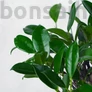 Kép 2/3 - Ficus (Fikusz) bonsai - egyenes törzsű, lombozat
