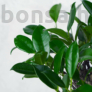 Kép 2/3 - Ficus (Fikusz) bonsai - egyenes törzsű, lombozat