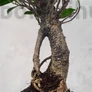 Kép 3/3 - Ficus (Fikusz) bonsai - egyenes törzsű, törzs