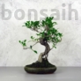Kép 1/3 - Ficus (fikusz) - hajlított törzsű, 24 cm-es cserépben
