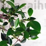 Kép 2/3 - Ficus (fikusz) bonsai - hajlított törzsű, lombozata