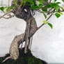 Kép 3/3 - Ficus (fikusz) - hajlított törzsű, törzs