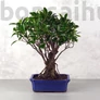 Kép 1/3 - Ficus (fikusz) - egyenes, 25 cm-es cserépben