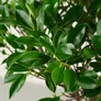 Kép 2/3 - Ficus (Fikusz) bonsai - egyenes törzsű, lombozat