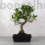 Kép 1/3 - Ficus (fikusz) - hajlított törzsű, 25 cm-es cserépben