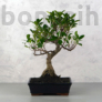 Kép 1/3 - Ficus (fikusz) - hajlított törzsű, 25 cm-es cserépben