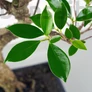 Kép 2/3 - Ficus (fikusz) - hajlított törzsű - lomb