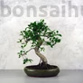 Kép 1/3 - Ficus (fikusz) - hajlított törzsű, 28 cm-es cserépben
