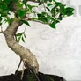 Kép 3/3 - Ficus (fikusz) bonsai - hajlított törzsű