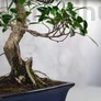 Kép 3/3 - Ficus (fikusz) bonsai - hajlított törzsű