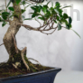 Kép 3/3 - Ficus (fikusz) bonsai - hajlított törzsű
