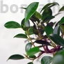 Kép 2/3 - Ficus (fikusz) bonsai - hajlított törzsű, lombozata