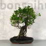 Kép 1/3 - Ficus (fikusz) - hajlított törzsű, 39 cm-es cserépben
