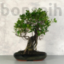 Kép 1/3 - Ficus (fikusz) - hajlított törzsű, 39 cm-es cserépben