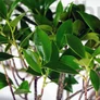 Kép 2/3 - Ficus (fikusz) - hajlított törzsű - lomb