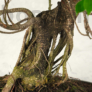 Kép 3/3 - Ficus (fikusz) - hajlított törzsű - törzs