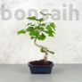 Kép 1/3 - Ginkgo biloba (Páfrányfenyő) bonsai