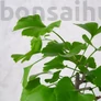 Kép 2/3 - Ginkgo biloba (Páfrányfenyő) bonsai, lomb