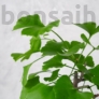 Kép 2/3 - Ginkgo biloba (Páfrányfenyő) bonsai, lomb