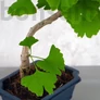 Kép 3/3 - Ginkgo biloba (Páfrányfenyő) bonsai, törzs