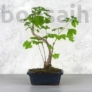 Kép 1/3 - Ginkgo biloba (Páfrányfenyő) bonsai