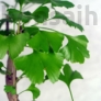 Kép 2/3 - Ginkgo biloba (Páfrányfenyő) bonsai, lomb
