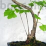 Kép 3/3 - Ginkgo biloba (Páfrányfenyő) bonsai, törzs