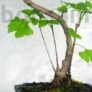 Kép 3/3 - Ginkgo biloba (Páfrányfenyő) bonsai, törzs